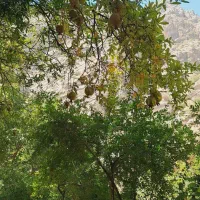 طبیعت گردی|فعالیت داوطلبانه|تهران, سازمان برنامه شمالی|دیوار