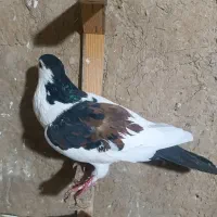 کبوتر خاص