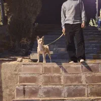 سگ  حیوان خانگی|سگ|اسلام‌شهر, شهرک سالور|دیوار