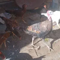 بوقلمون محلی