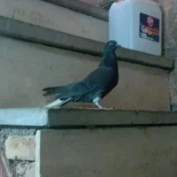 کفتر اصفهانی سیاه دم سفید تخت ماده