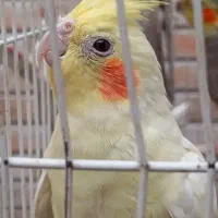 ۳ عدد عروس هلندی نر و ماده