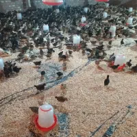 جوجه های محلی گلپایگان40روزه(بازدیدشاهین دژ)