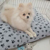 سگ پامرانین