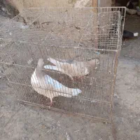 سهده هفترنگ|پرنده|سبزوار, قصبه شرقی|دیوار