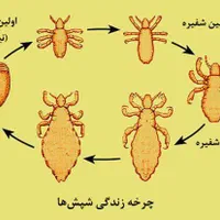 پاکسازی رشک و شپش موی سر در شهرک شهید رجایی|خدمات آرایشگری و زیبایی|مشهد, انصار|دیوار
