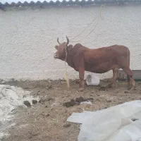 گاو محلی داشتی