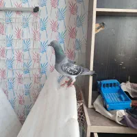 ماده پولکی مسافت نشسته