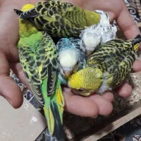 مرغ عشق سرلاکی