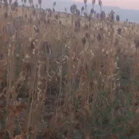 بذر گیاه خوراکی و دارویی