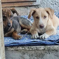 غذای سگ مرغ کامل پر کنده تمیز بدون بو تلفاتی