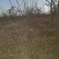 نهال الو|گل و گیاه طبیعی|زبرخان, |دیوار