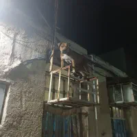 گم شده