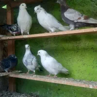 جوجه کفتر گرو|پرنده|ماهدشت, |دیوار