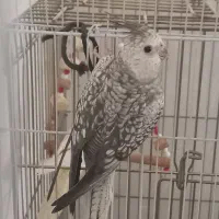 یک عدد عروس ایزابلا
