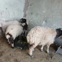 سلام ۴ عدد بر مادر|حیوانات مزرعه|یزد, |دیوار