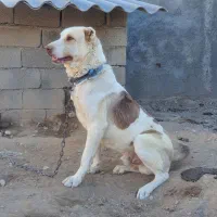 سگ نژاد پژدر|سگ|رباط‌کریم, رباط‌کریم|دیوار