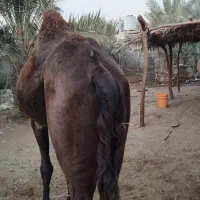 شتر ۷سال|حیوانات مزرعه|تخت, |دیوار