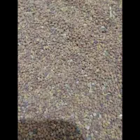 بذر یونجه