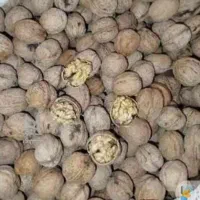 گردو پوست کاغذی