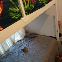 سرویس خواب|تخت و سرویس خواب|ری, فیروزآبادی|دیوار