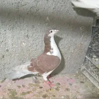 کبوتر|پرنده|قوچان, |دیوار