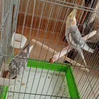 یه جفت عروس هلندی