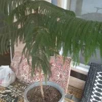 درختچه تزئینی