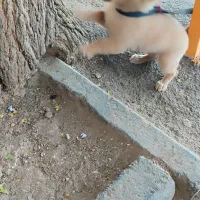 پامر روباهی|سگ|پاکدشت, پاکدشت (مامازند)|دیوار