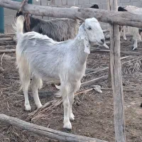 فروش یک عدد کولار چاق