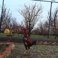 خروس لاری  معاوضه با بوقلمون و مرغ محلی