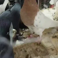 کفتر|پرنده|بستان آباد, |دیوار