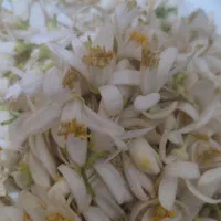 عرق بهار نارنج