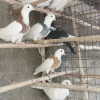 7عدد کبوتر