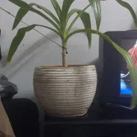 گل موزی یکساله