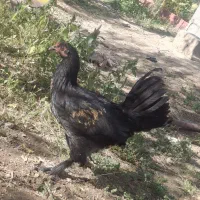 فروش جوجه مرندی اصل ۴ ماهه