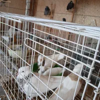 کبوترها فروشی|پرنده|برازجان, |دیوار