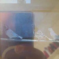 ۳ کبوتر فروشی