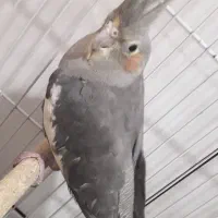 عروس هلندی ناز و باحال جفت|پرنده|پیر بکران, |دیوار