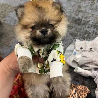 پامرانین جیبی دختر