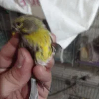 گلبسر سرقرمزو جوجه ودمگاه زرد|پرنده|هرسین, |دیوار