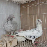 جفتگاه.سارهمه رنگ و المانی|پرنده|مشهد, امام خمینی|دیوار