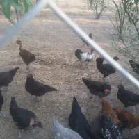 تخم مرغ نطفه دار نژاد دار