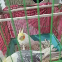 یک جفت عروس هلندی روی تخم|پرنده|عنبرآباد, |دیوار