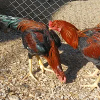 دو عدد جوجه لاری