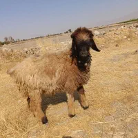 قوچ فروشی