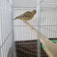 جفت قناری آماده|پرنده|اندیشه, اندیشه فاز ۴|دیوار