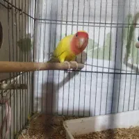 عروس وکوتوله|پرنده|نجفآباد, یزدانشهر|دیوار