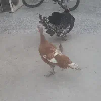 اهوازکوت عبدالله درویشیه خیابان ۵