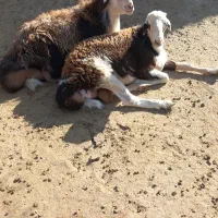 دو عدد بره قوچی پلنگی